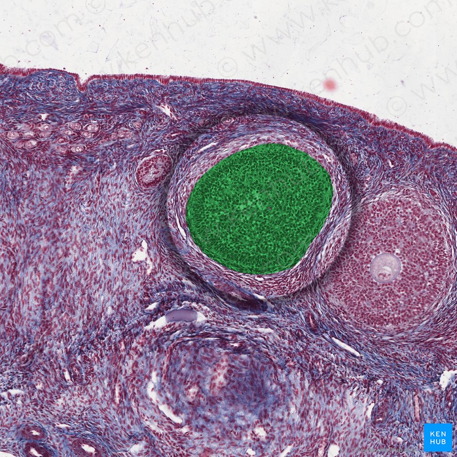 Folliculus ovaricus primarius (Primärfollikel); Bild: 
