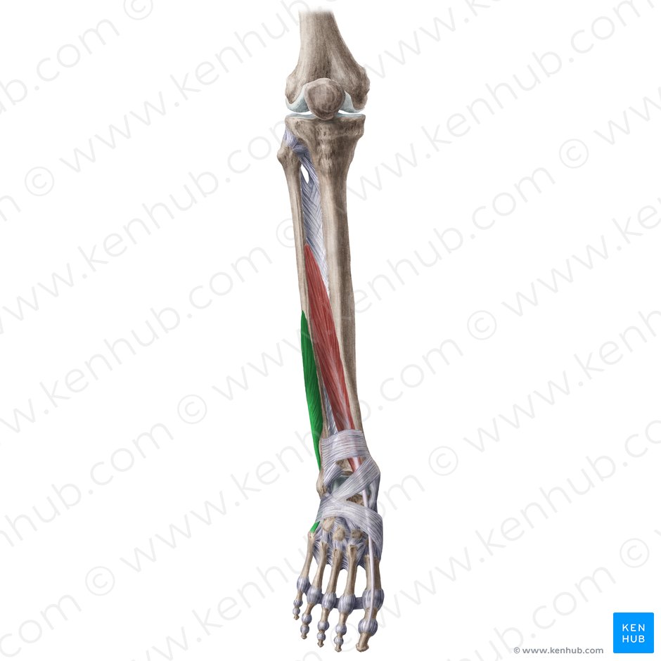 Músculo fibular curto (Musculus fibularis brevis); Imagem: Liene Znotina