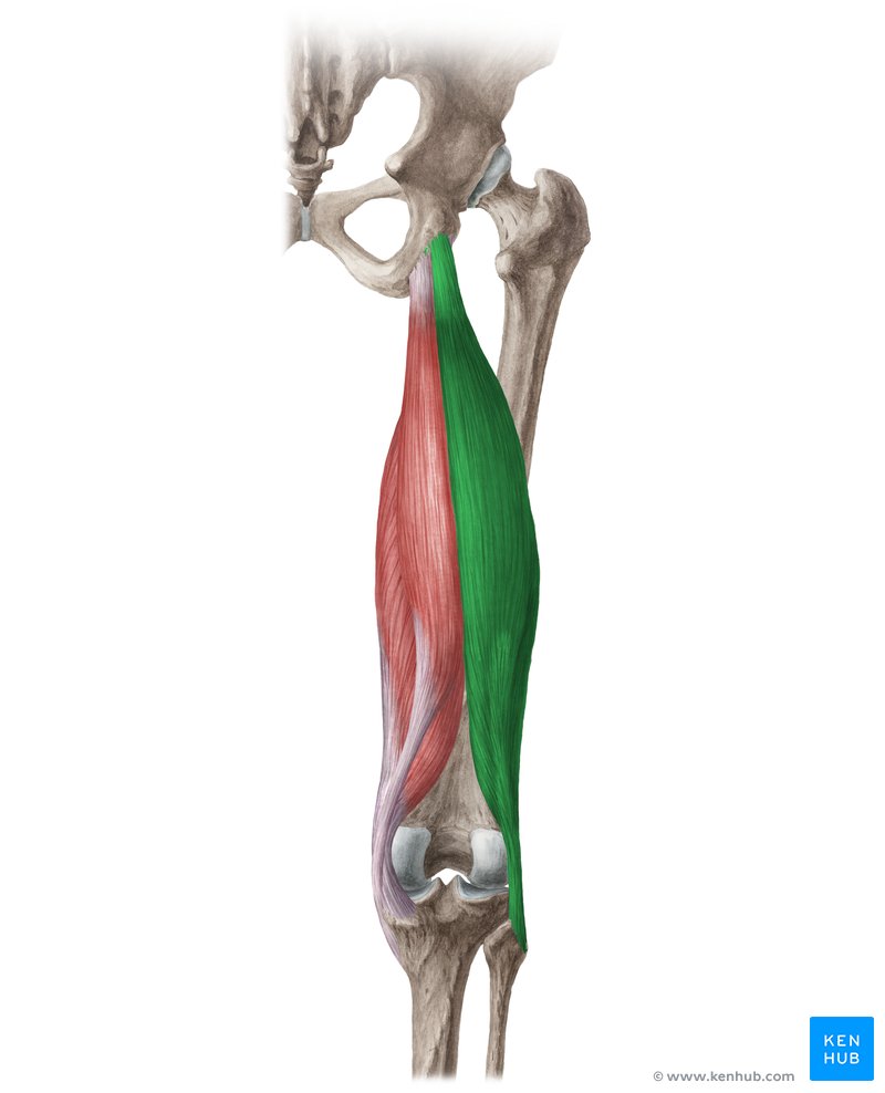 Músculo bíceps femoral (Musculus biceps femoris)