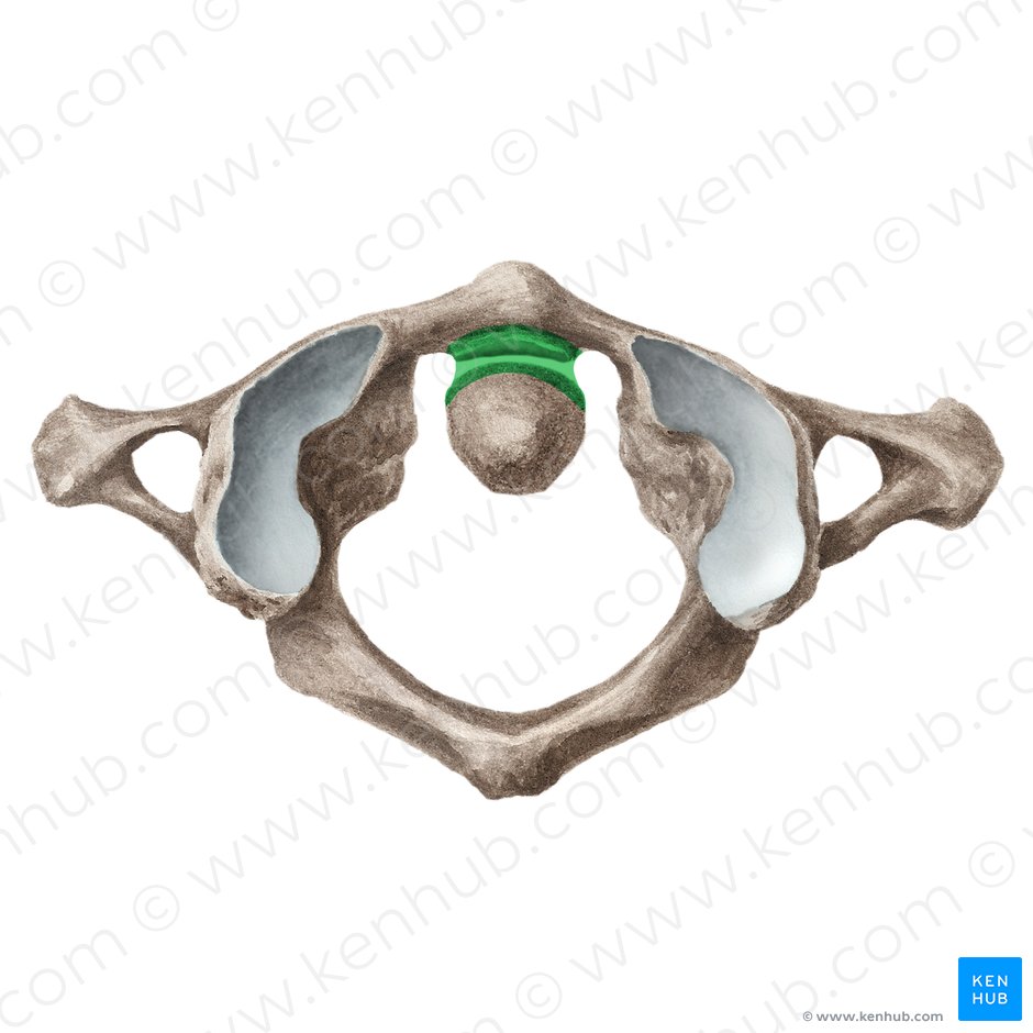 Pivot joint (Articulatio trochoidea); Image: Liene Znotina