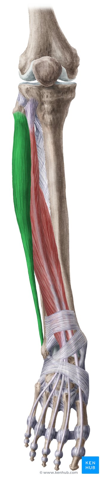 Músculo fibular longo (verde) - vista anterior
