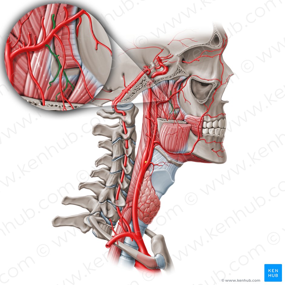 Pterygoid branches of maxillary artery (Rami pterygoidei arteriae maxillaris); Image: Paul Kim