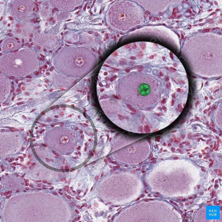Núcleo de célula ganglionar (Nucleus neuri ganglionaris); Imagen: 