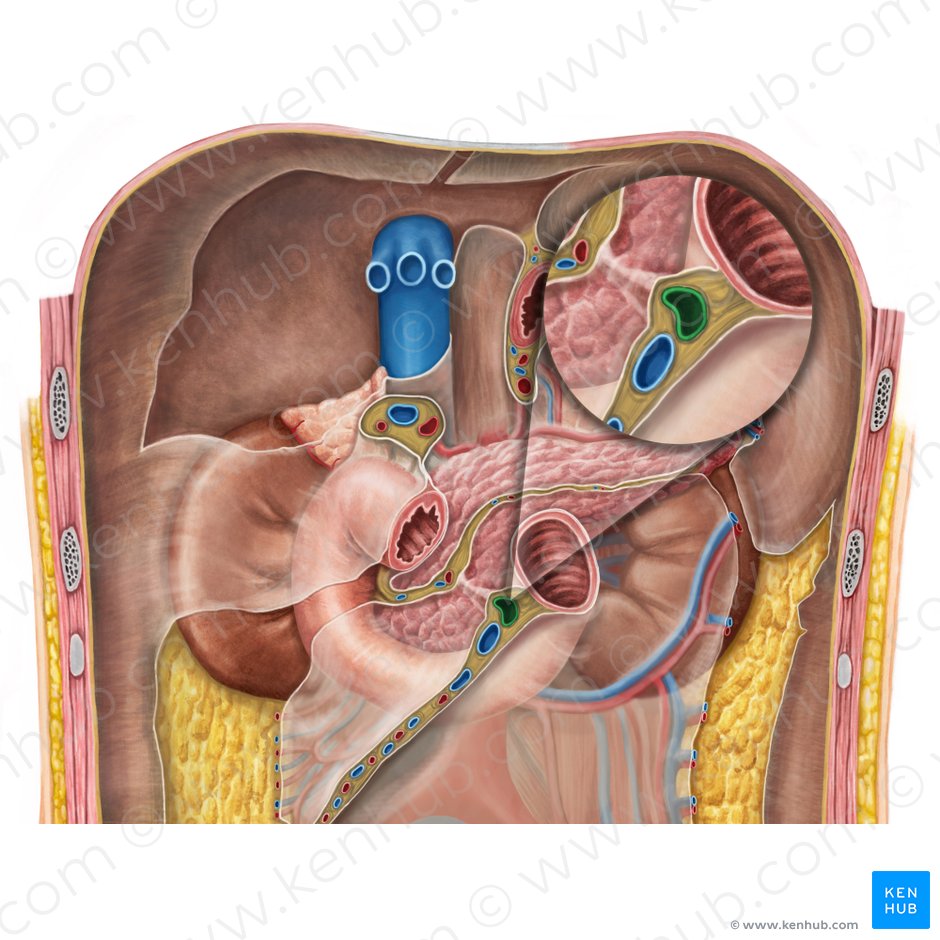 Arteria mesentérica superior (Arteria mesenterica superior); Imagen: Irina Münstermann