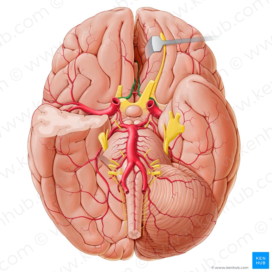 Artéria cerebral anterior (Arteria anterior cerebri); Imagem: Paul Kim