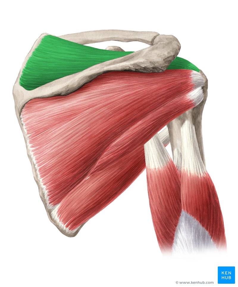 Supraspinatus muscle (Musculus supraspinatus)