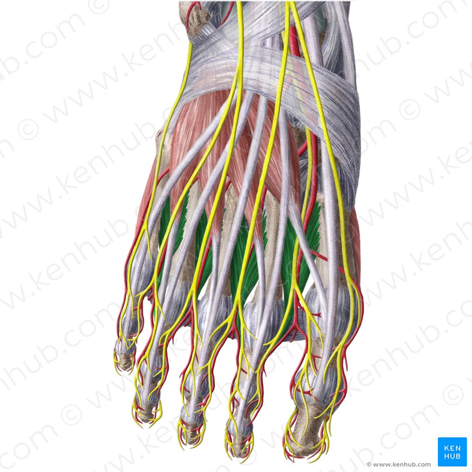 Dorsal interossei muscles of foot (Musculi interossei dorsales pedis); Image: Liene Znotina