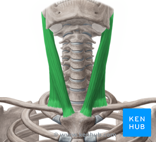 Sternocleidomastoid Muscle - Anatomy, Function, Pathology | Kenhub