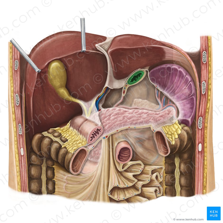 Cardial orifice of esophagus (Ostium cardiale oesophagi); Image: Irina Münstermann