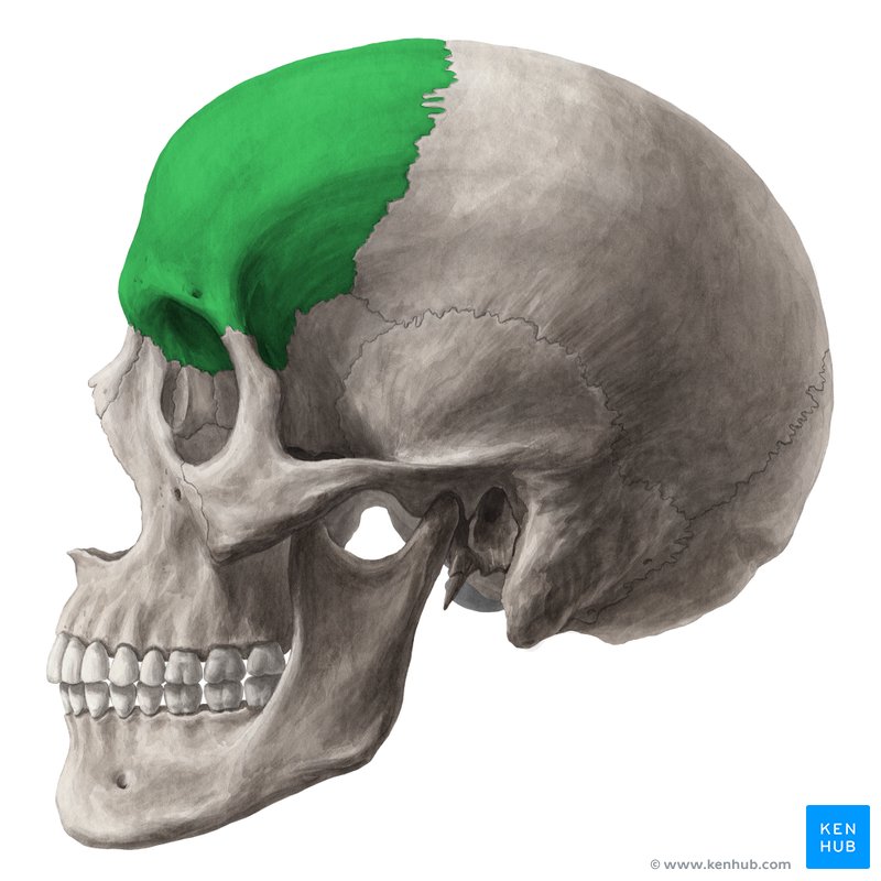 Frontal bone - lateral view
