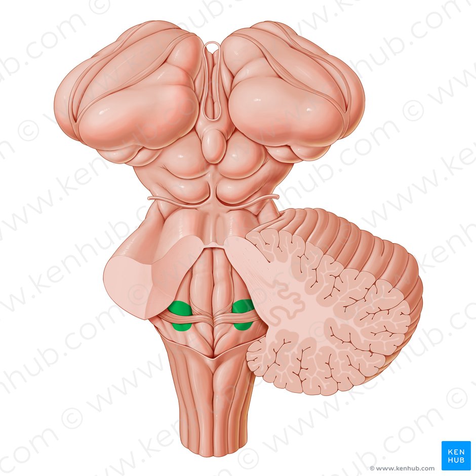 Vestibular area of fourth ventricle (Area vestibularis ventriculi quarti); Image: Paul Kim