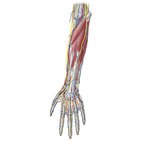 Neurovasculature of the elbow and forearm