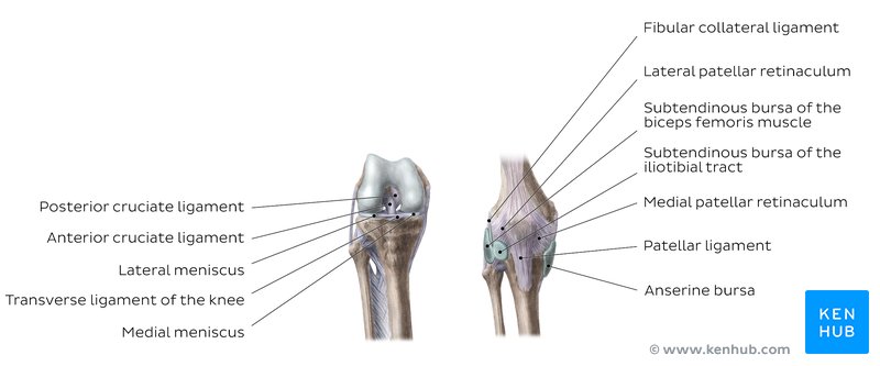 Anatomy of the knee - anterior and posterior views