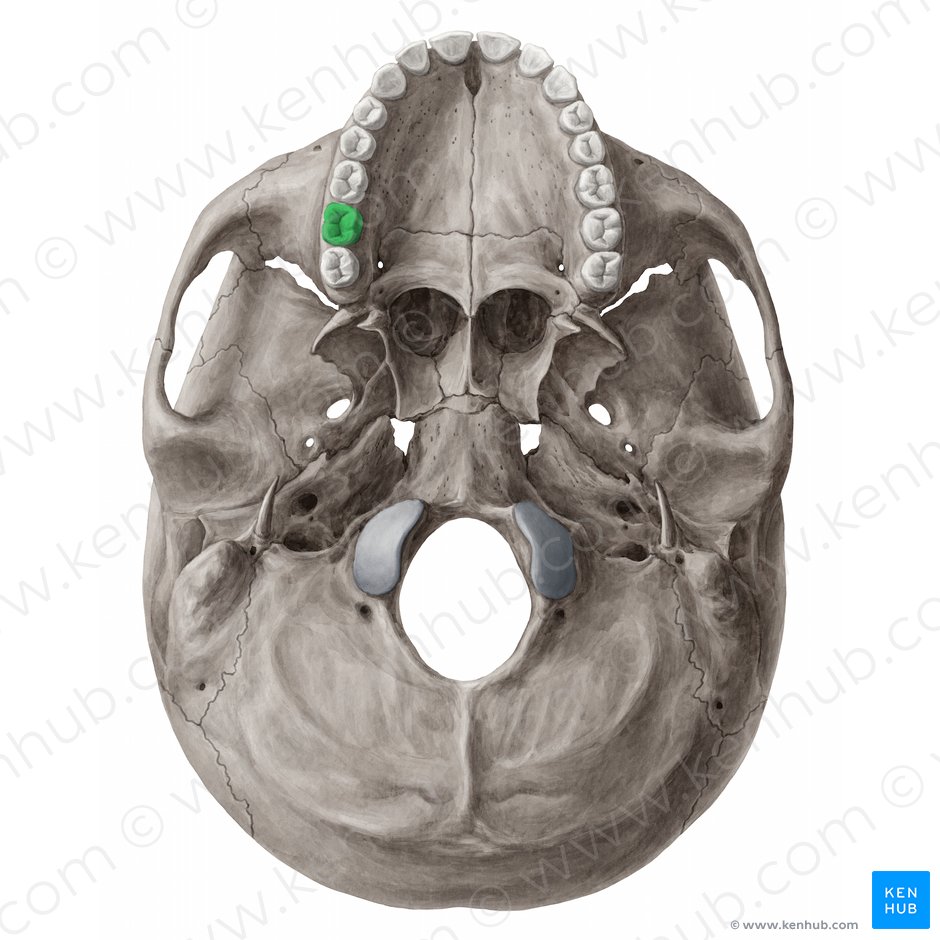 Dens molaris secundus dexter maxillaris (Rechter oberer zweiter Molar); Bild: 