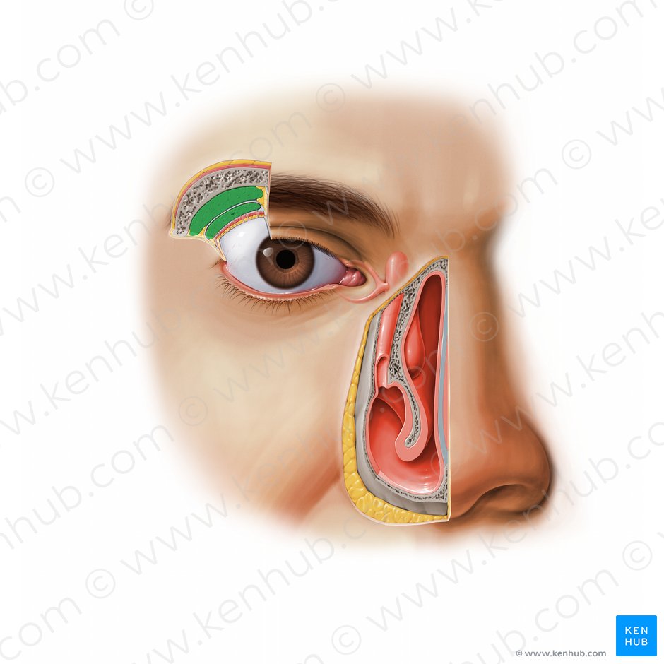 Lacrimal gland (Glandula lacrimalis); Image: Paul Kim