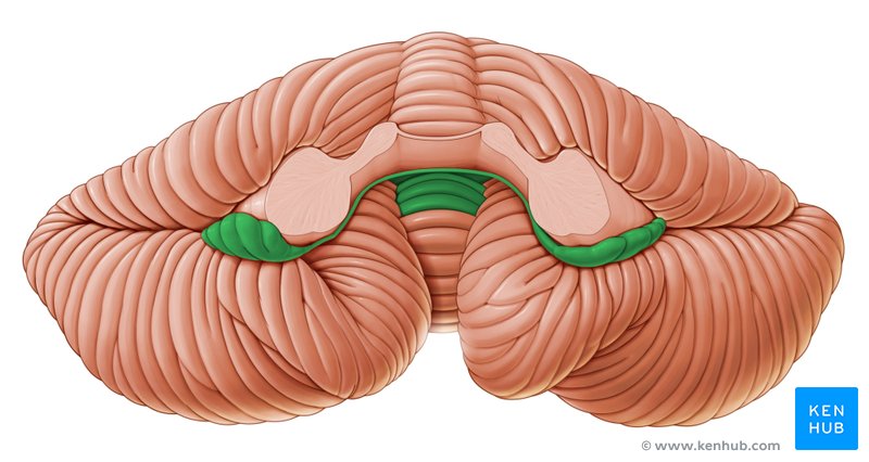 Flocculonodular lobe - ventral view
