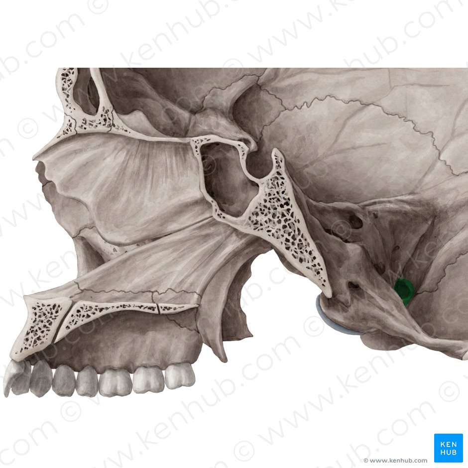 Foramen jugulare (Drosselloch); Bild: Yousun Koh