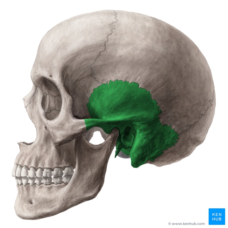 Temporal bone: Anatomy, parts, sutures and foramina | Kenhub
