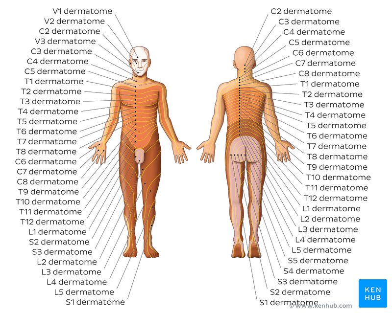 Nerve Root Dermatome Chart