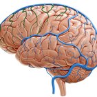 Venen des Gehirns (Venae cerebri)
