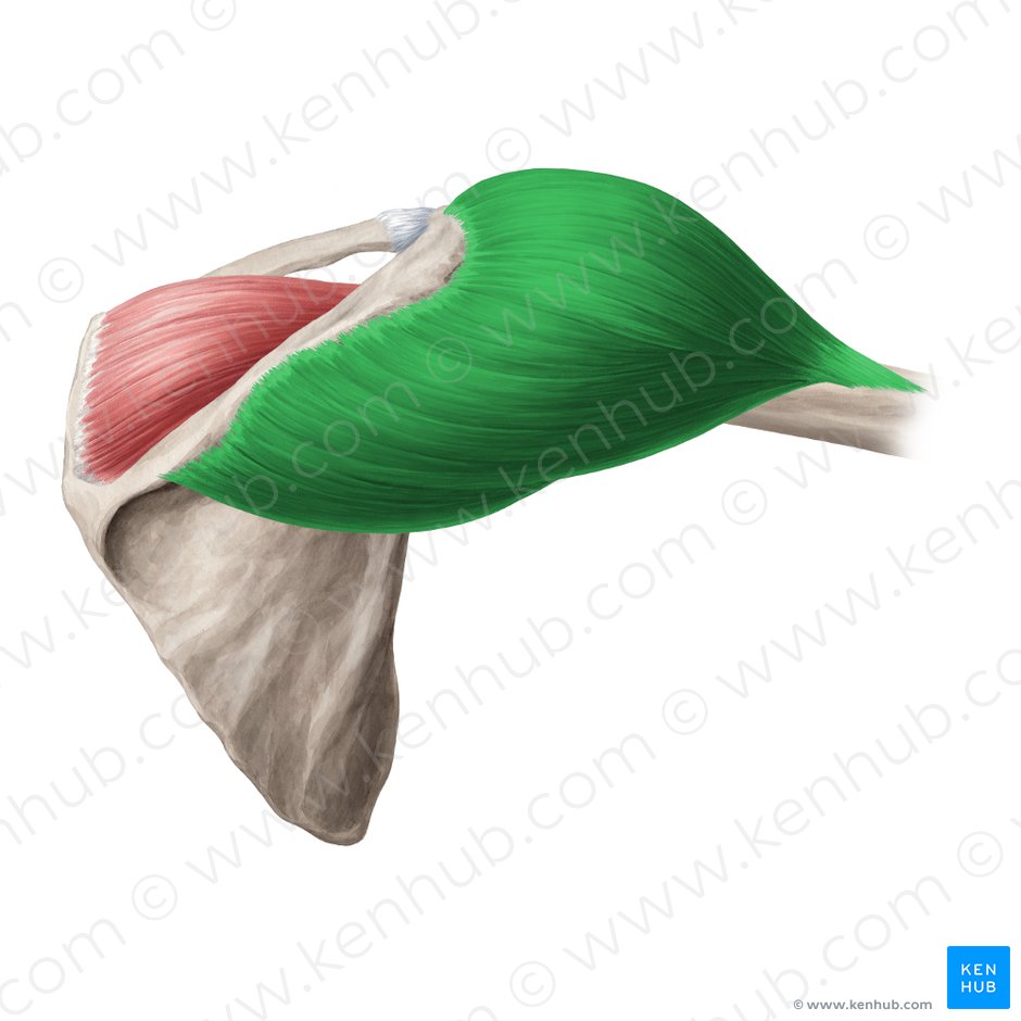 Músculo deltoides (Musculus deltoideus); Imagen: Yousun Koh