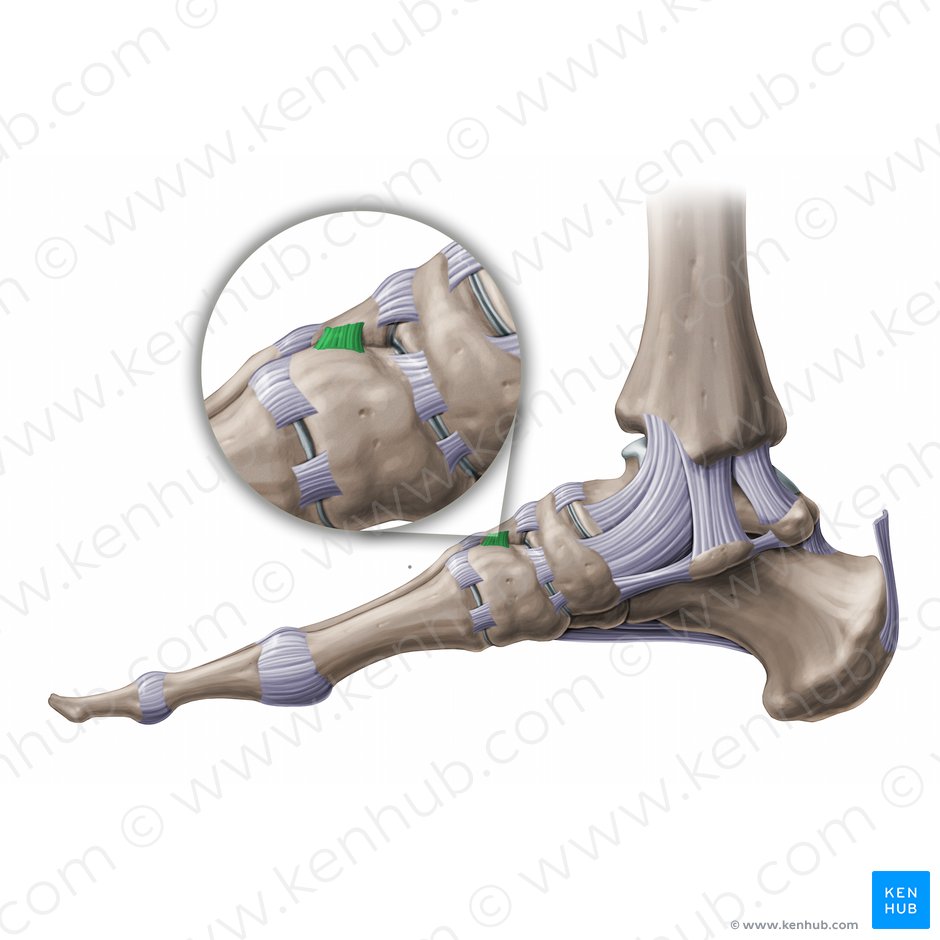 Dorsal intercuneiform ligament (Ligamentum intercuneiforme dorsale); Image: Paul Kim