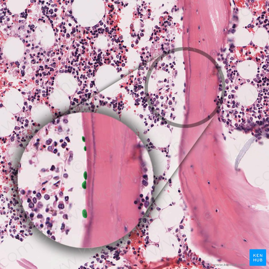 Osteoblasto (Osteoblastus); Imagen: 