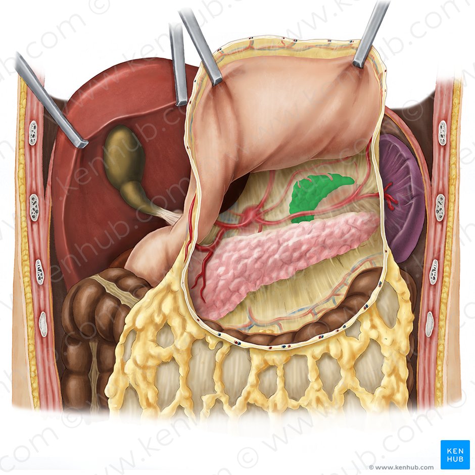 Glândula suprarrenal esquerda (Glandula suprarenalis sinistra); Imagem: Esther Gollan