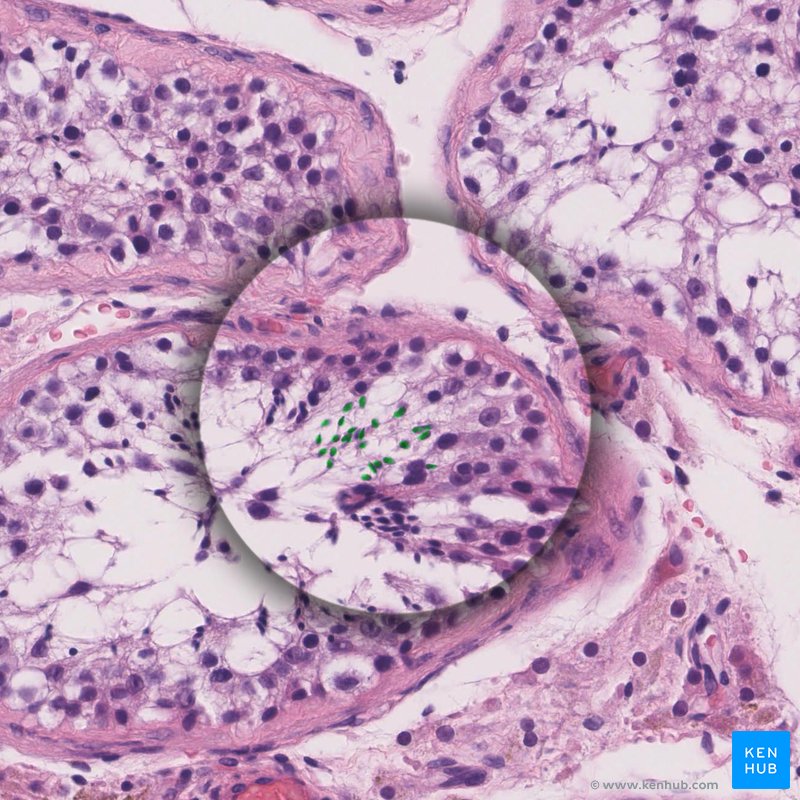 Spermatozoa - histological slide