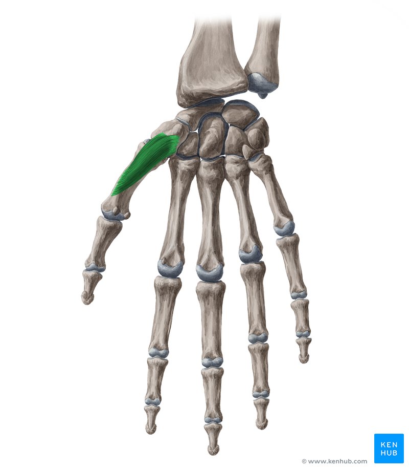 Opponens pollicis muscle (Musculus opponens pollicis)