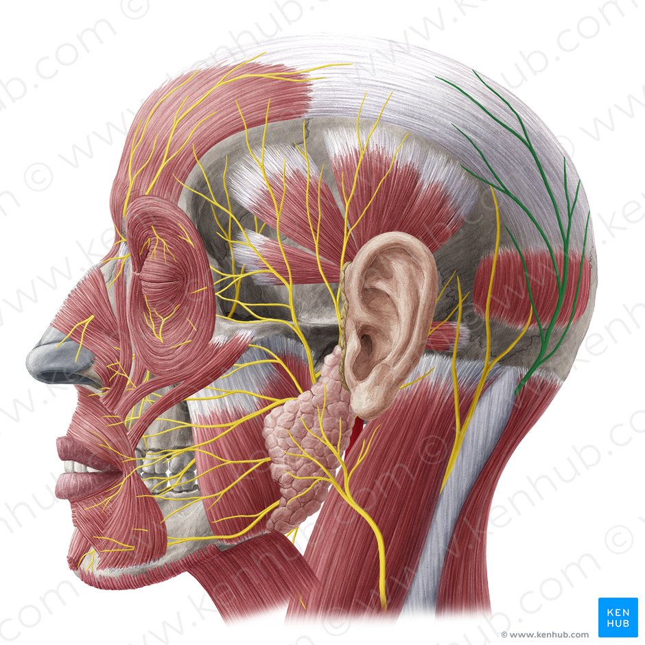 Nervus occipitalis major (Großer Hinterhauptnerv); Bild: Yousun Koh