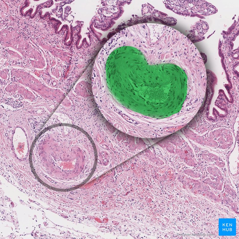 Artery - histological slide