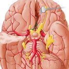 Arteria cerebri anterior