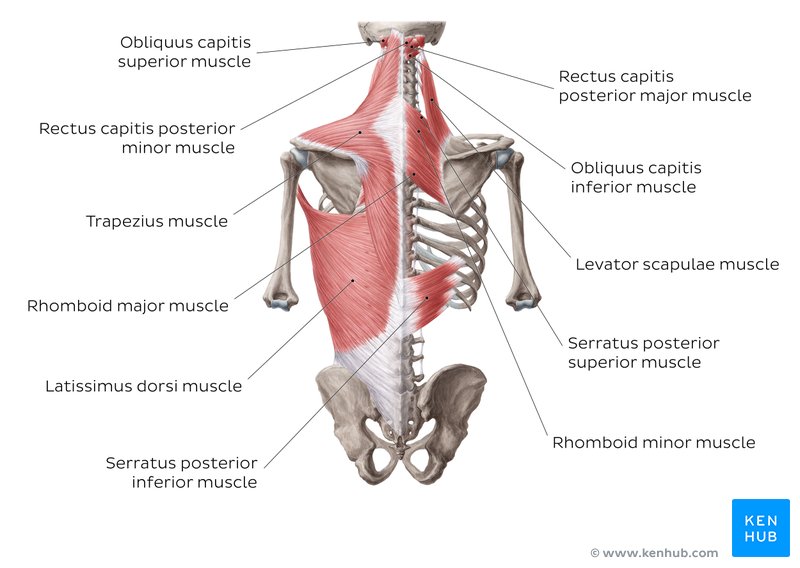 Anatomy Of The Back Spine And Back Muscles Kenhub