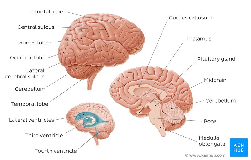 Labeled diagram showing the main parts of the brain