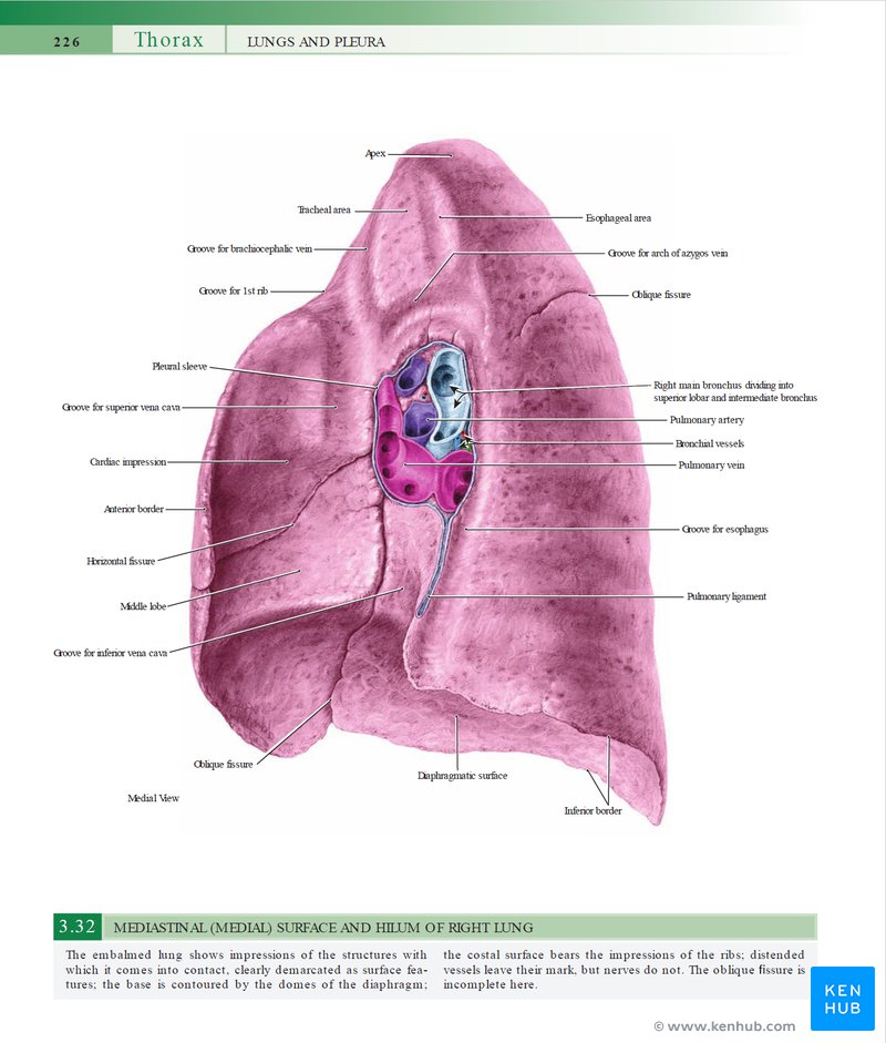 Grant's Atlas of Anatomy - Illustration sample