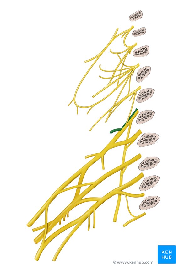 plexus scapulae dorsalis brachial nervus braquial plexo kenhub subclavius nerve scapular dorsal verlauf watermark brachialis innervation inferior truncus spinalis anatomie