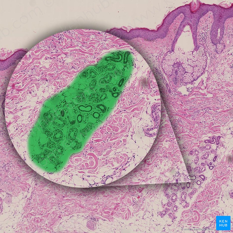 Eccrine sweat gland (Glandula sudorifera eccrina); Image: 