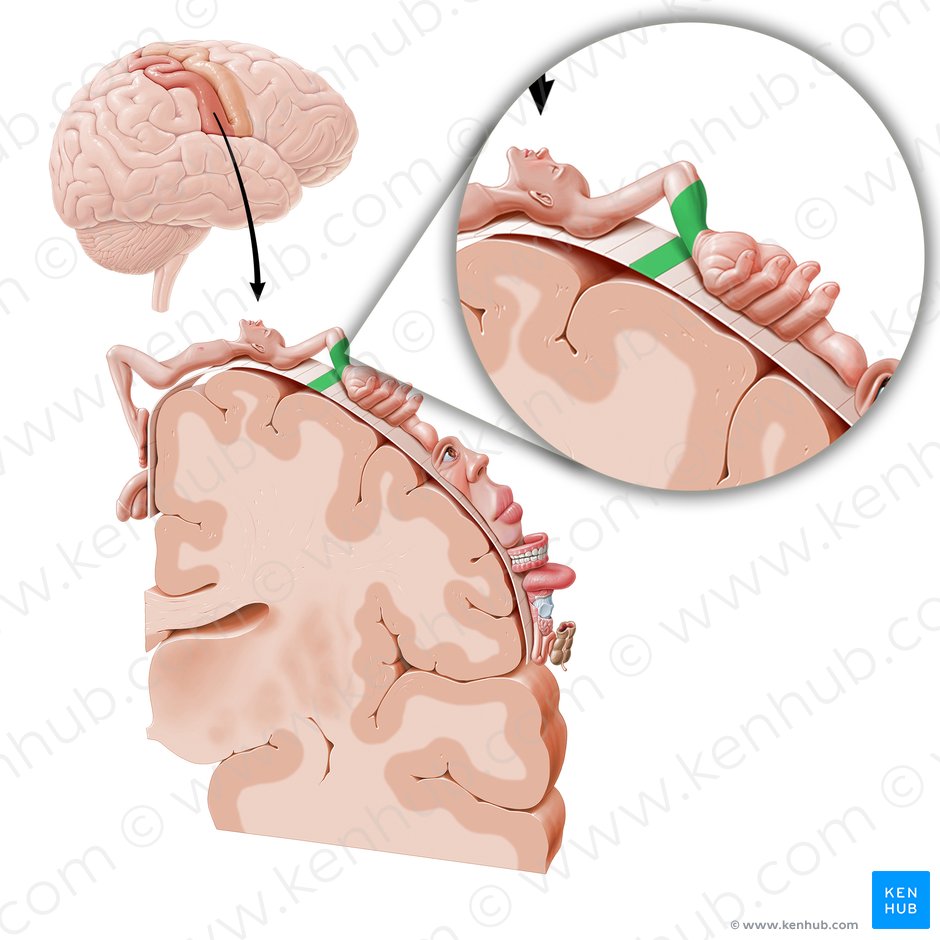 Córtex sensorial do antebraço (Cortex sensorius regionis antebrachii); Imagem: Paul Kim
