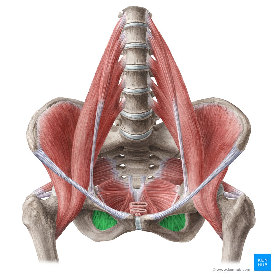 Músculo obturador interno: origem, inserção e função | Kenhub