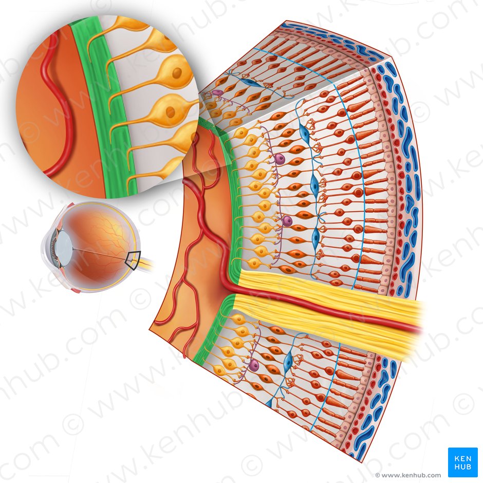 Capa nerviosa de la retina (Stratum nervosum); Imagen: Irina Münstermann