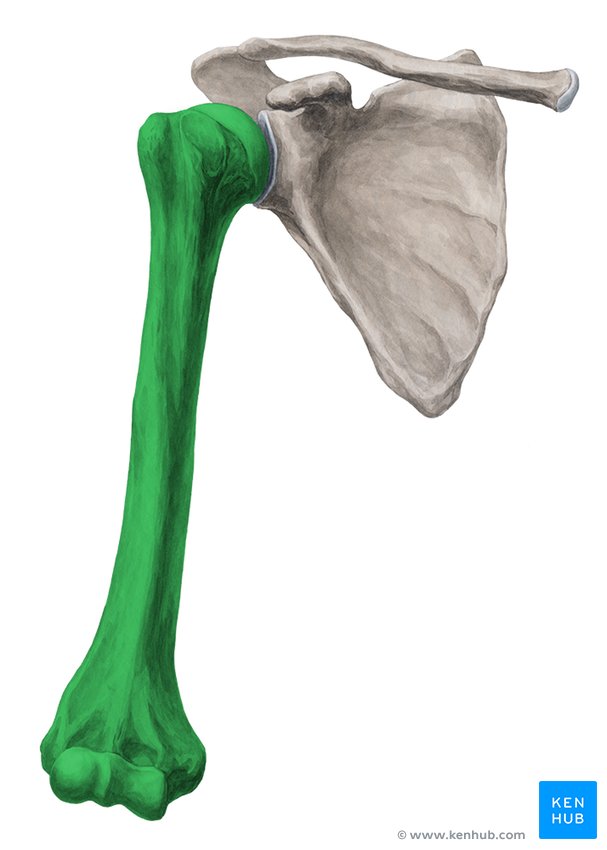 Regions of the upper limb: Anatomy | Kenhub