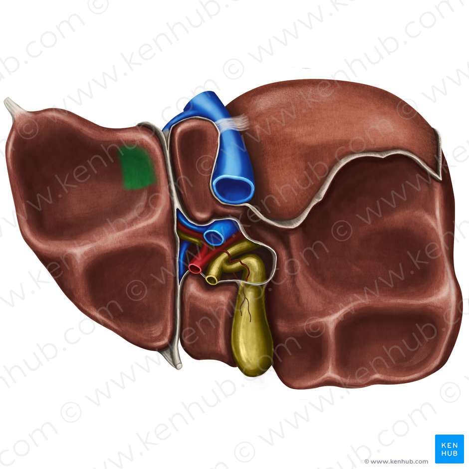 Impressão esofágica do fígado (Impressio oesophagea hepatis); Imagem: Irina Münstermann