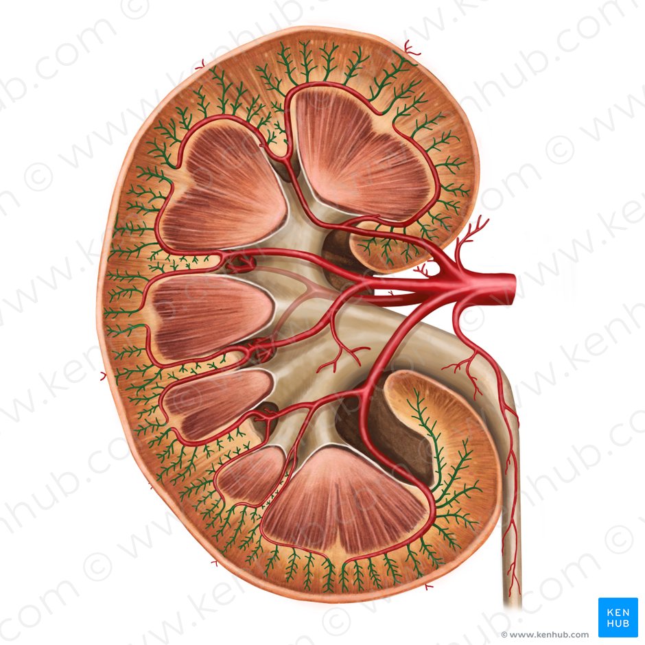 Arterias interlobulillares del riñón (Arteriae interlobulares renis); Imagen: Irina Münstermann