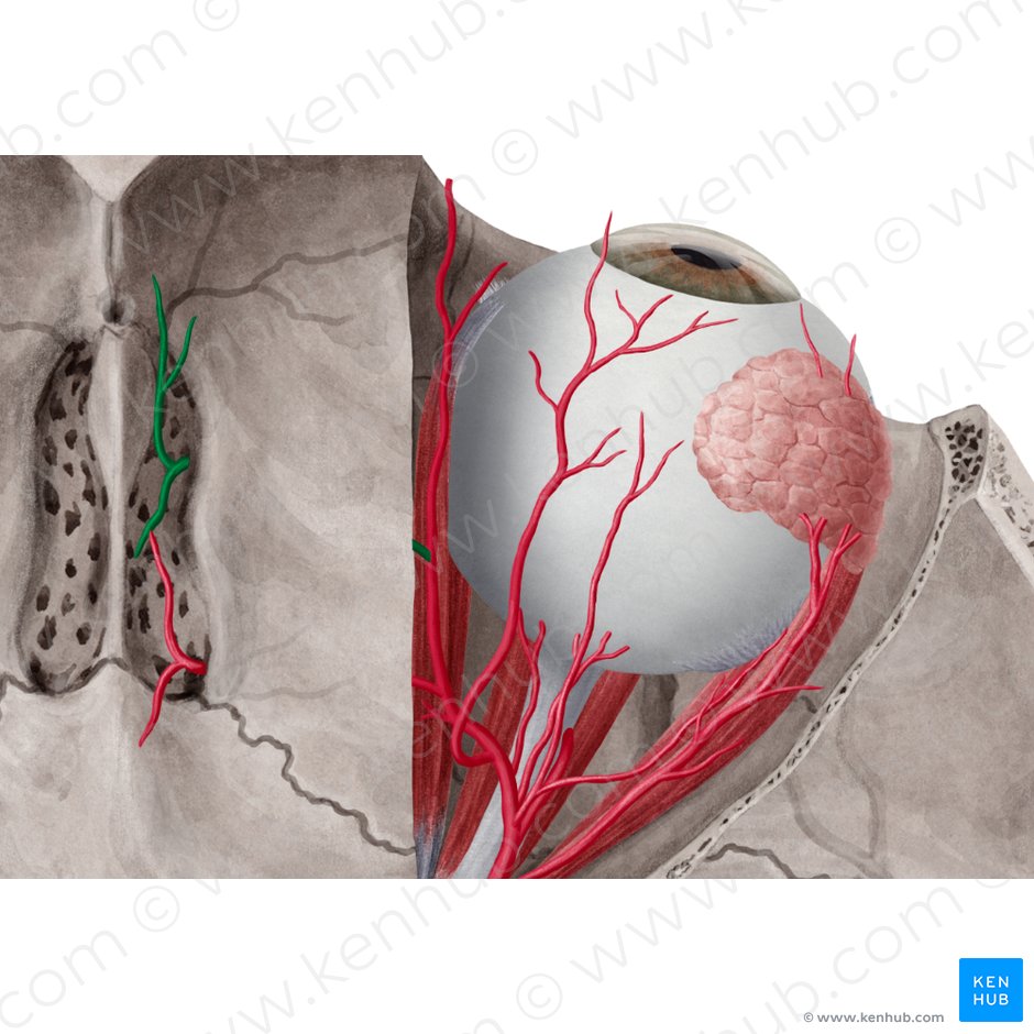 Anterior ethmoidal artery (Arteria ethmoidalis anterior); Image: Yousun Koh
