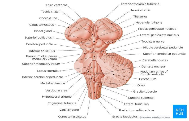 Cranial nerve nuclei: Anatomy and embryology | Kenhub