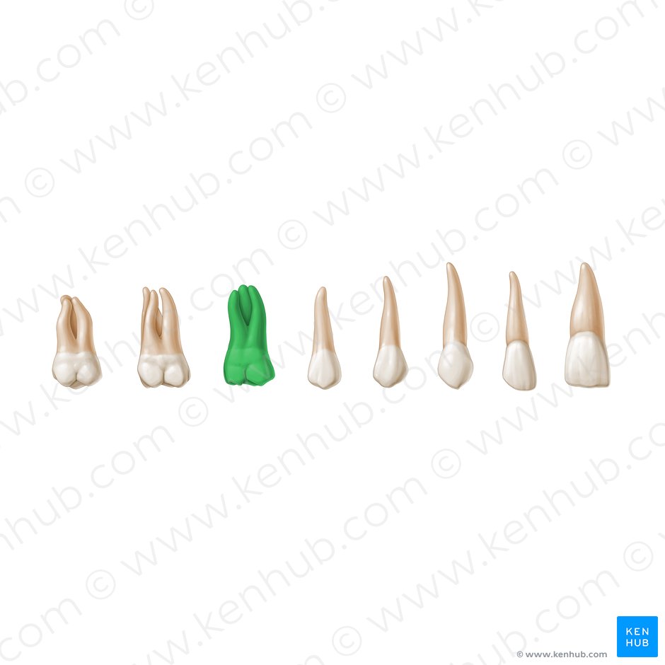First molar tooth (Dens molaris 1); Image: Paul Kim