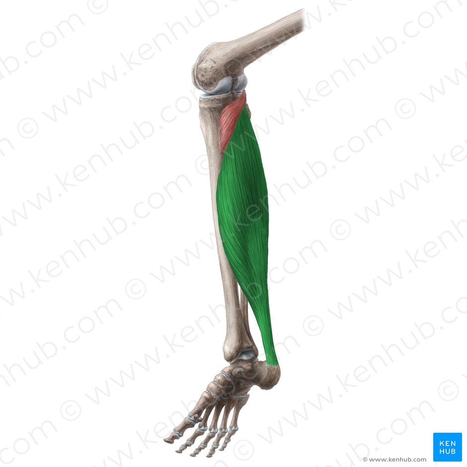 Músculo sóleo (Musculus soleus); Imagen: Liene Znotina
