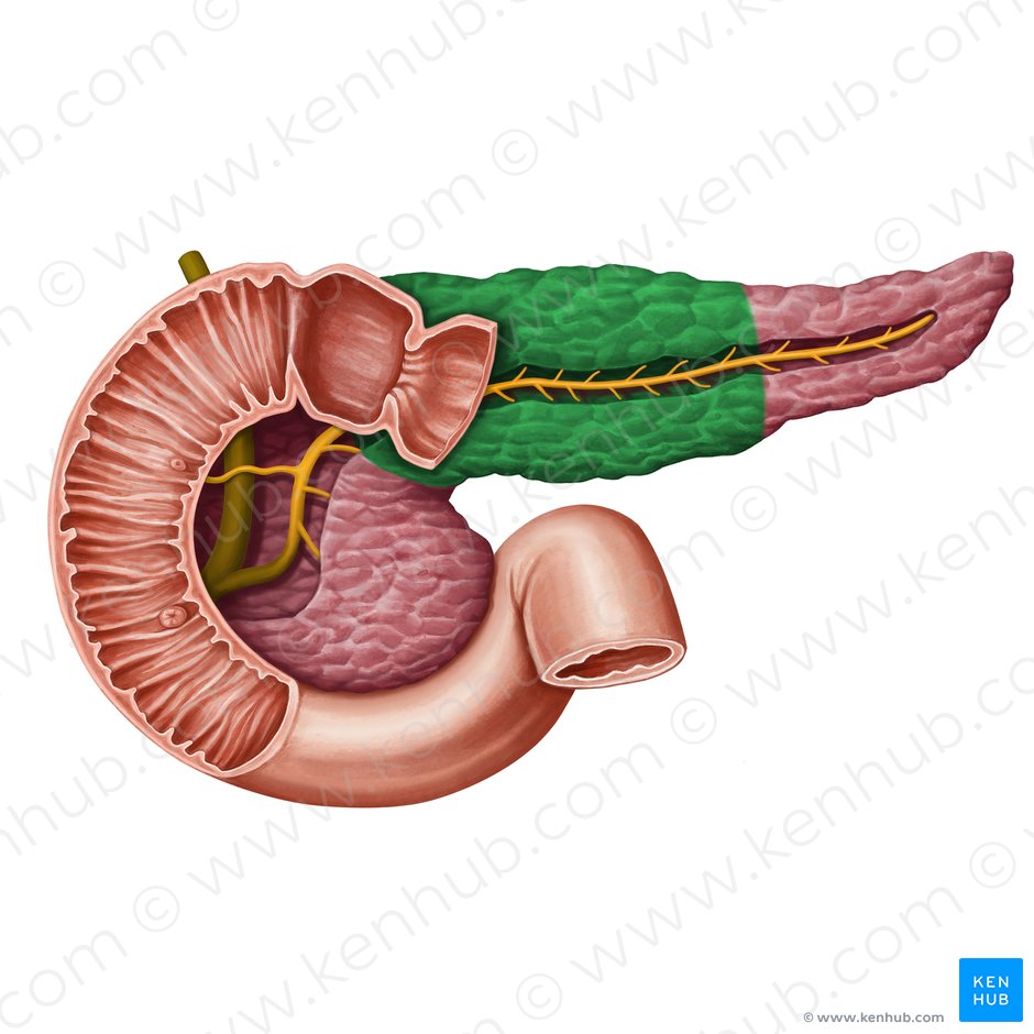 Corpo do pâncreas (Corpus pancreatis); Imagem: Irina Münstermann