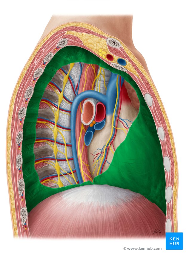 Pleural cavity: Anatomy, location, function | Kenhub